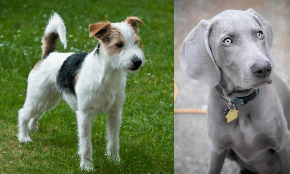 Weimaraner vs Parson Russell Terrier - Breed Comparison