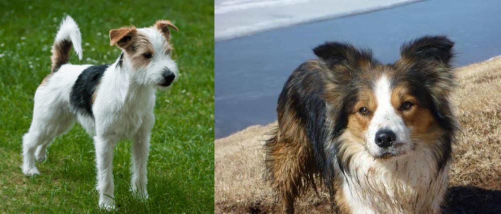 Welsh Sheepdog vs Parson Russell Terrier - Breed Comparison