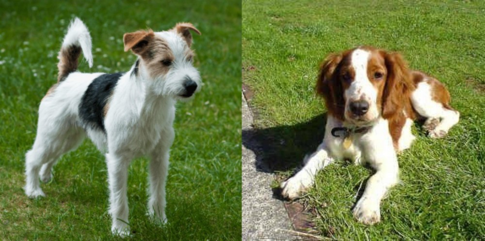 Welsh Springer Spaniel vs Parson Russell Terrier - Breed Comparison