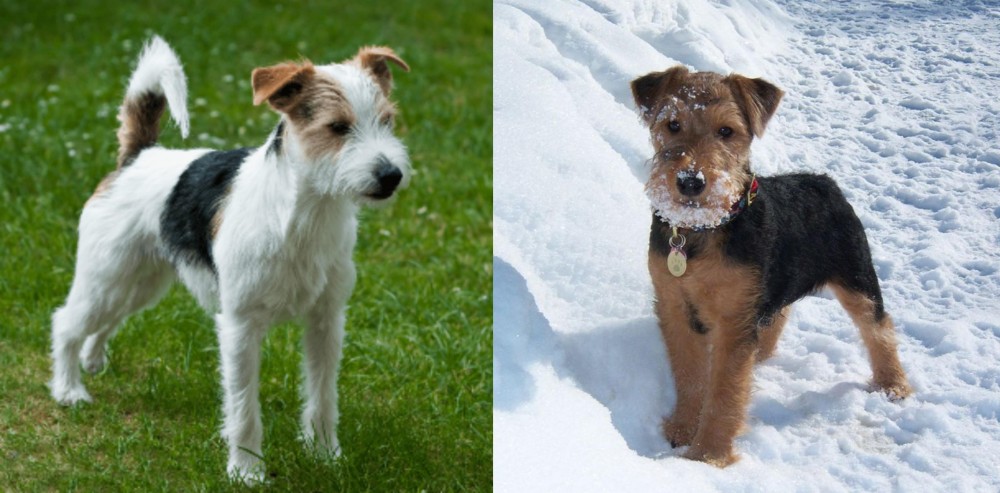 Welsh Terrier vs Parson Russell Terrier - Breed Comparison