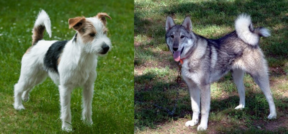 West Siberian Laika vs Parson Russell Terrier - Breed Comparison