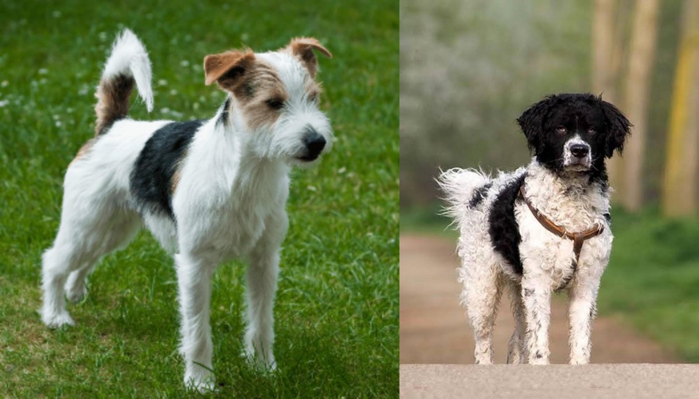 Wetterhoun vs Parson Russell Terrier - Breed Comparison