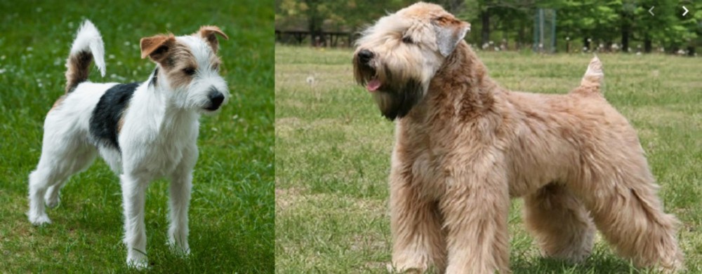 Wheaten Terrier vs Parson Russell Terrier - Breed Comparison