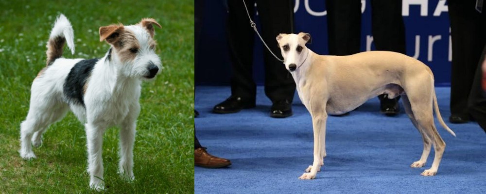 Whippet vs Parson Russell Terrier - Breed Comparison