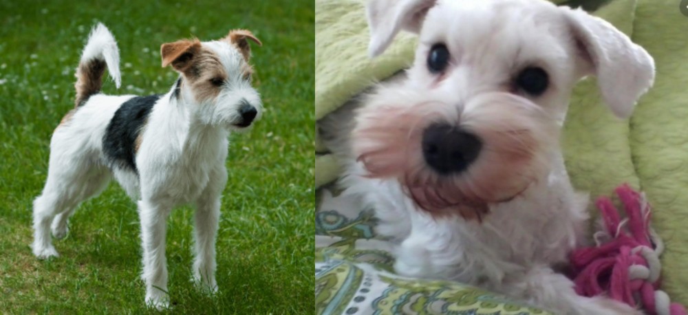 White Schnauzer vs Parson Russell Terrier - Breed Comparison