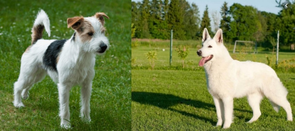 White Shepherd vs Parson Russell Terrier - Breed Comparison