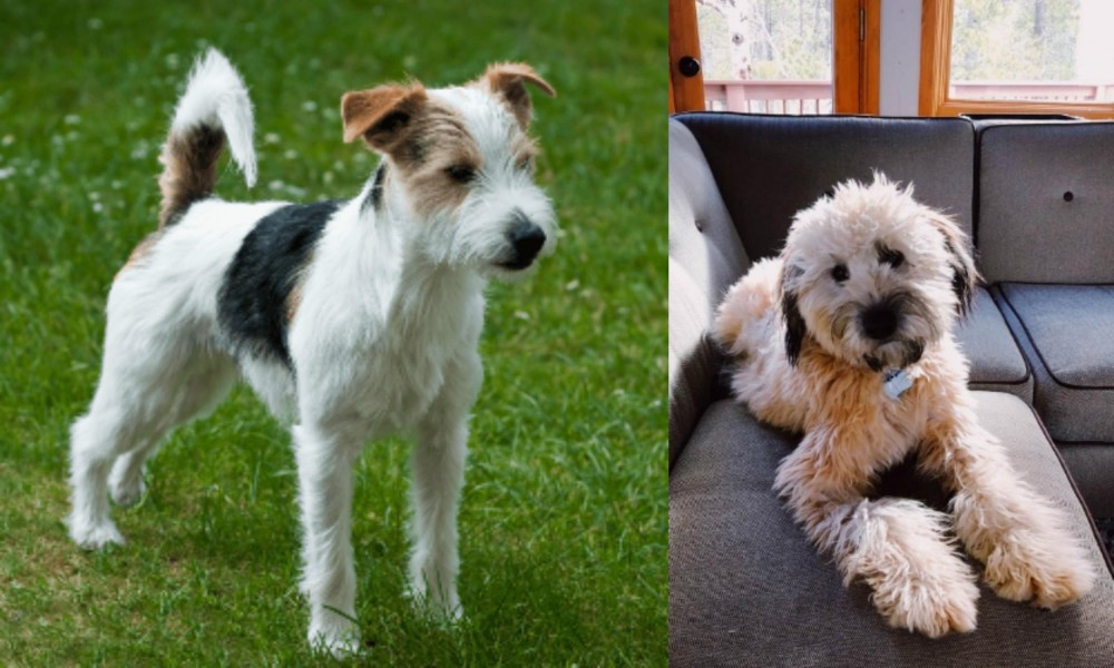 Whoodles vs Parson Russell Terrier - Breed Comparison