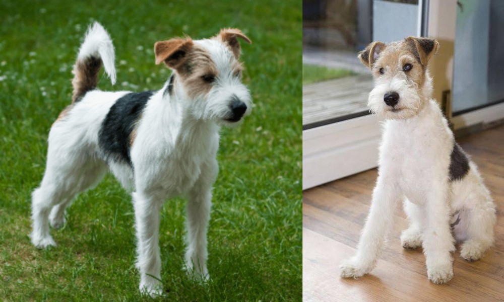 Wire Fox Terrier vs Parson Russell Terrier - Breed Comparison