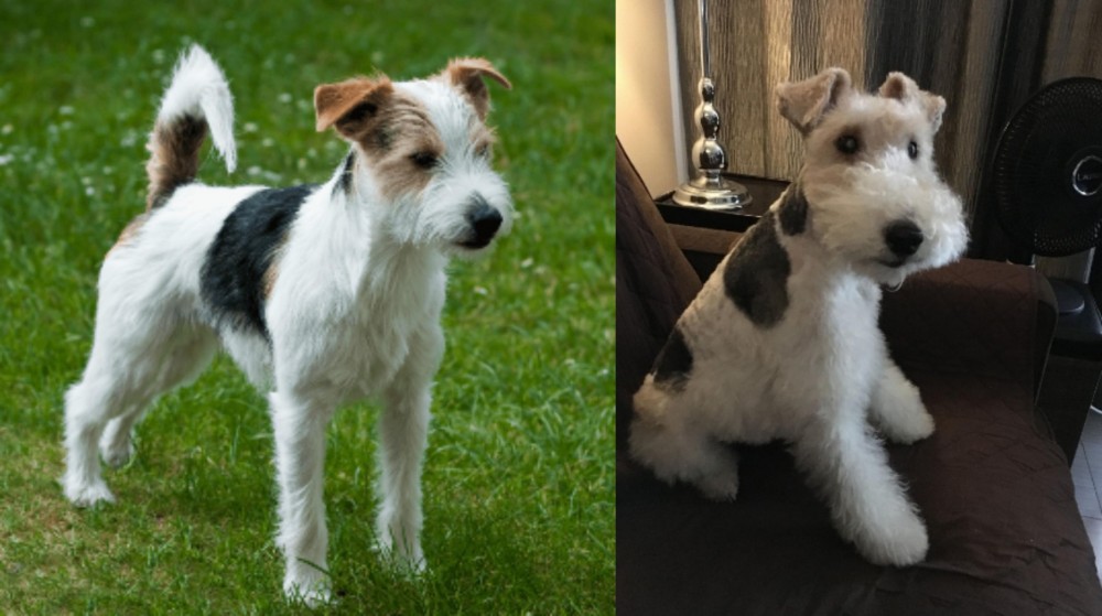 Wire Haired Fox Terrier vs Parson Russell Terrier - Breed Comparison