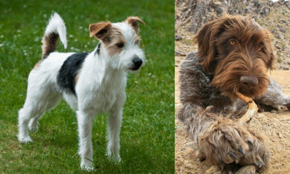 Wirehaired Pointing Griffon vs Parson Russell Terrier - Breed Comparison