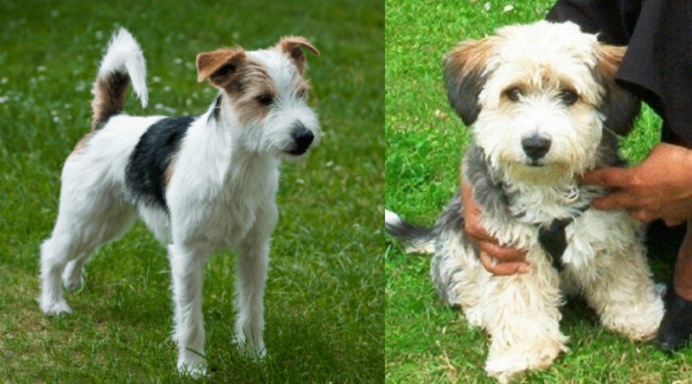 Yo-Chon vs Parson Russell Terrier - Breed Comparison