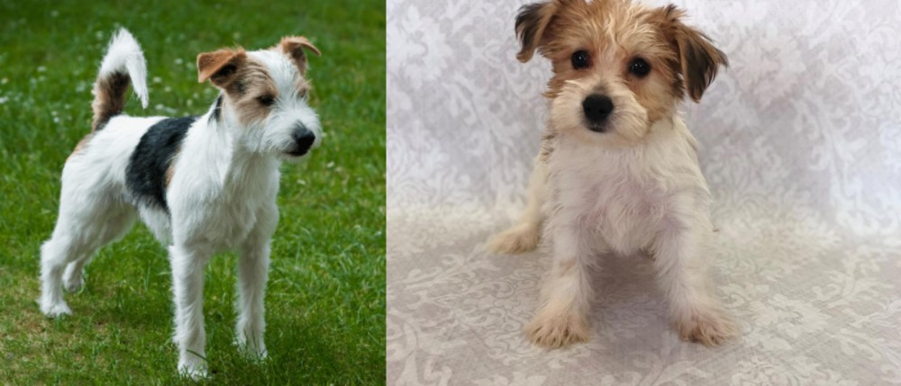 Yochon vs Parson Russell Terrier - Breed Comparison
