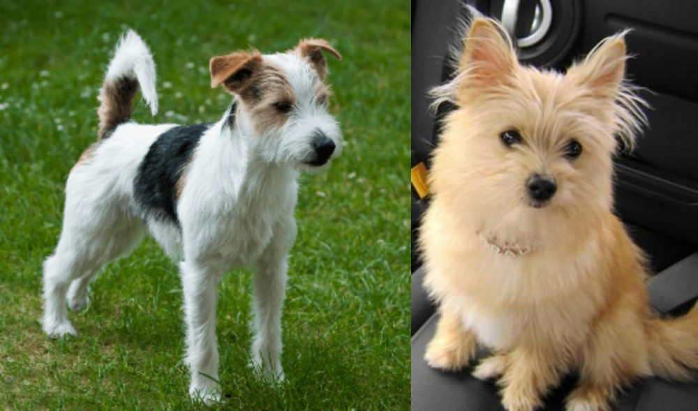 Yoranian vs Parson Russell Terrier - Breed Comparison