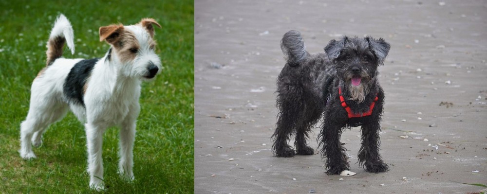 YorkiePoo vs Parson Russell Terrier - Breed Comparison