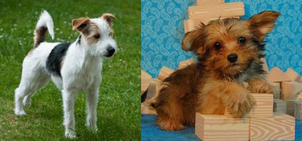 Yorkillon vs Parson Russell Terrier - Breed Comparison