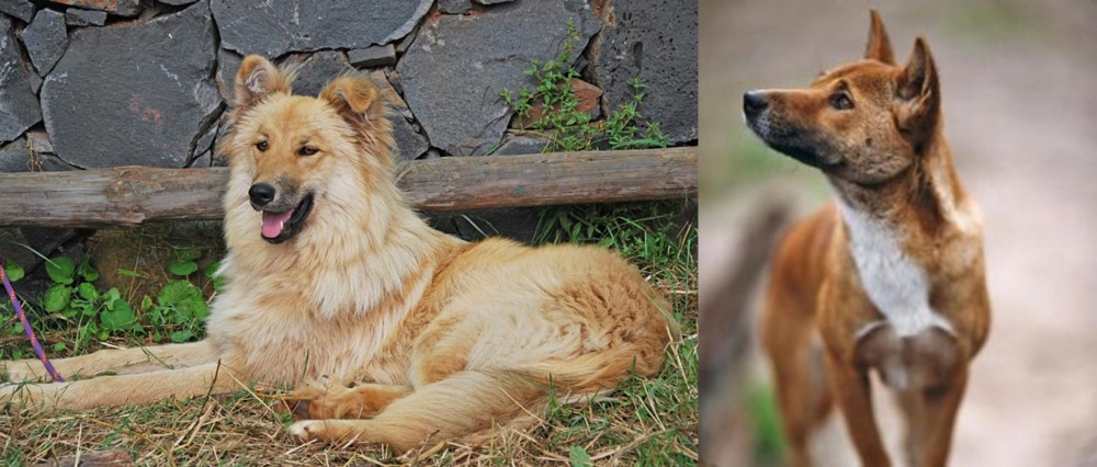 New Guinea Singing Dog vs Pastor Garafiano - Breed Comparison