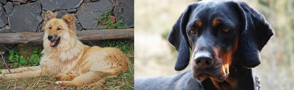 Polish Hunting Dog vs Pastor Garafiano - Breed Comparison