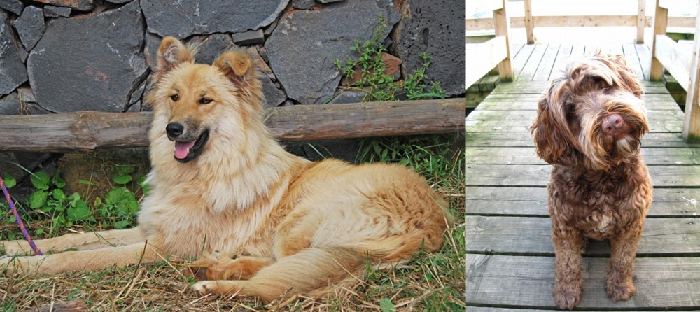 Portuguese Water Dog vs Pastor Garafiano - Breed Comparison