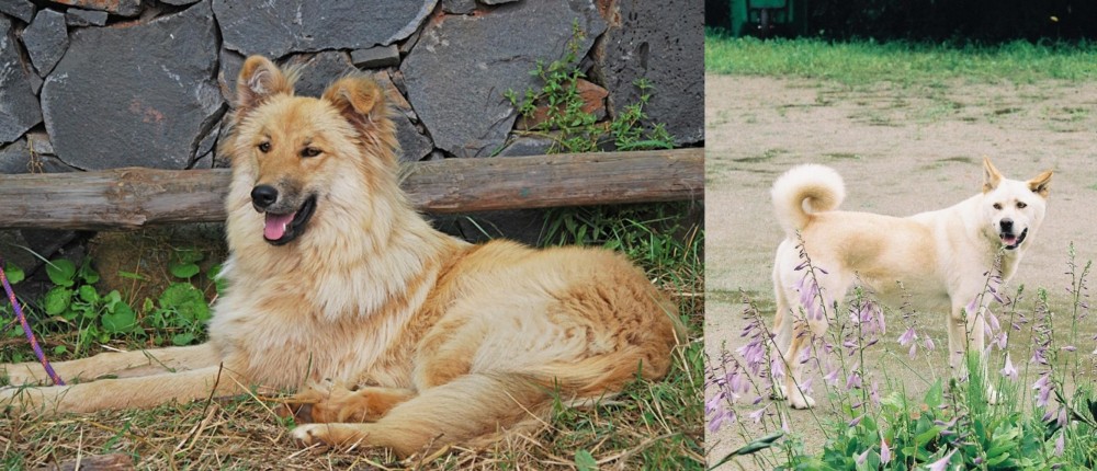 Pungsan Dog vs Pastor Garafiano - Breed Comparison