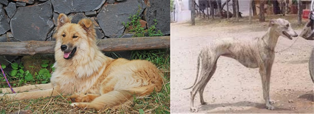 Rampur Greyhound vs Pastor Garafiano - Breed Comparison