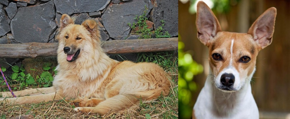 Rat Terrier vs Pastor Garafiano - Breed Comparison