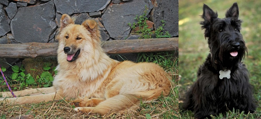 Scoland Terrier vs Pastor Garafiano - Breed Comparison