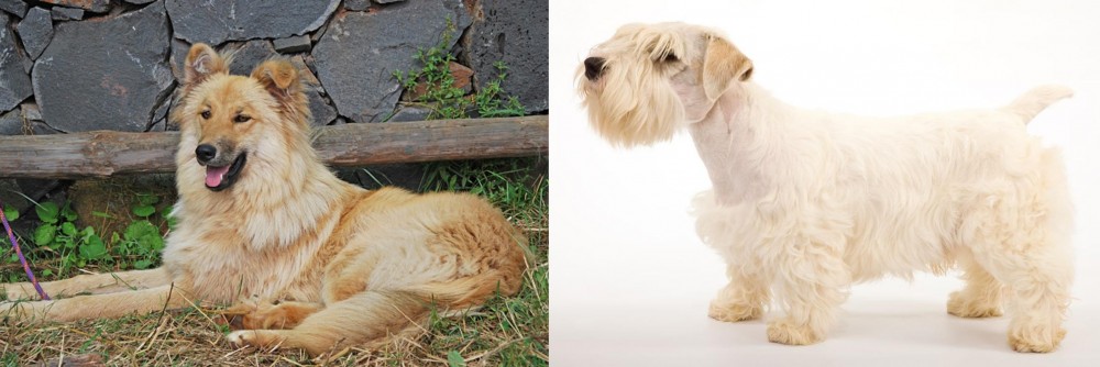 Sealyham Terrier vs Pastor Garafiano - Breed Comparison