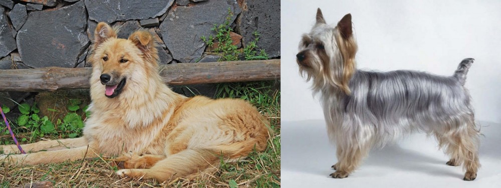 Silky Terrier vs Pastor Garafiano - Breed Comparison