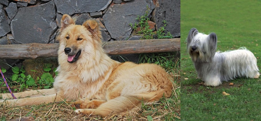 Skye Terrier vs Pastor Garafiano - Breed Comparison