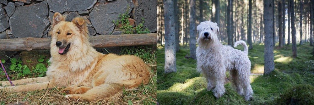 Soft-Coated Wheaten Terrier vs Pastor Garafiano - Breed Comparison