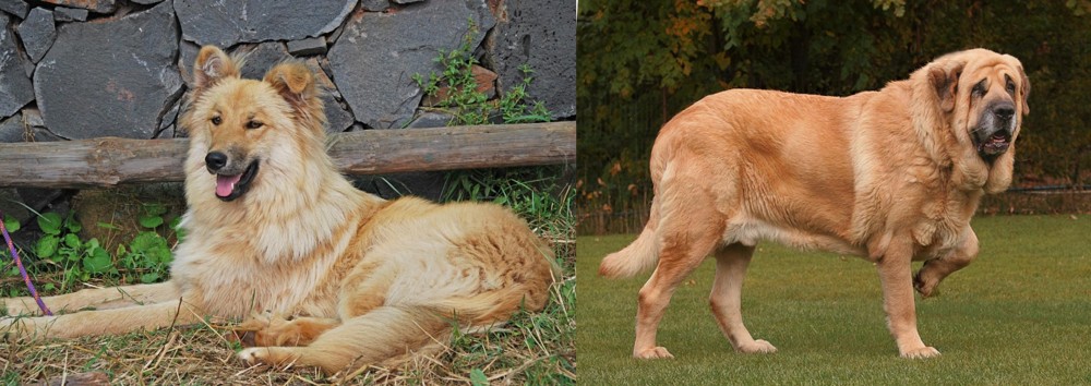 Spanish Mastiff vs Pastor Garafiano - Breed Comparison