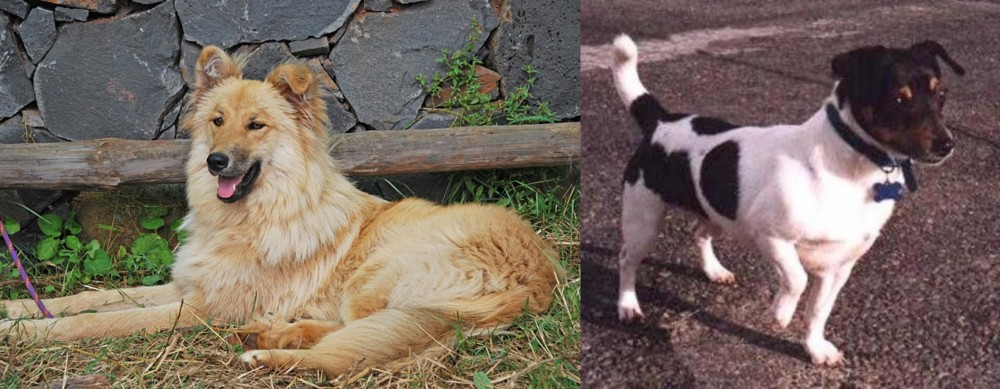 Teddy Roosevelt Terrier vs Pastor Garafiano - Breed Comparison