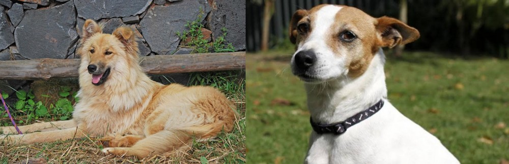 Tenterfield Terrier vs Pastor Garafiano - Breed Comparison