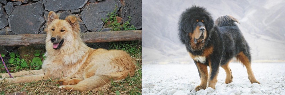 Tibetan Mastiff vs Pastor Garafiano - Breed Comparison