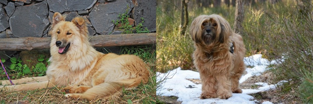 Tibetan Terrier vs Pastor Garafiano - Breed Comparison