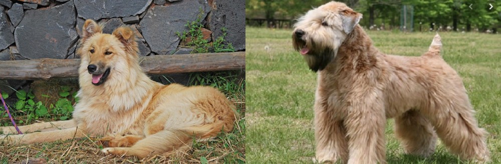 Wheaten Terrier vs Pastor Garafiano - Breed Comparison