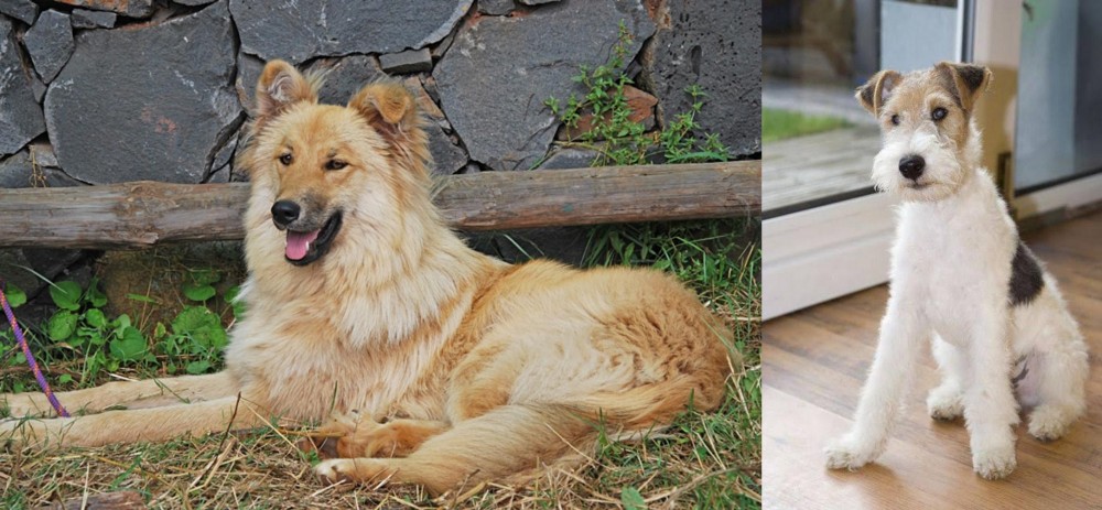 Wire Fox Terrier vs Pastor Garafiano - Breed Comparison
