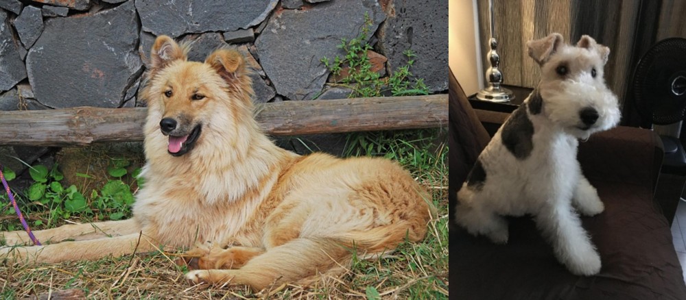 Wire Haired Fox Terrier vs Pastor Garafiano - Breed Comparison