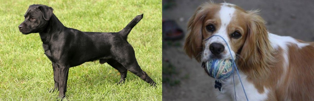 Cockalier vs Patterdale Terrier - Breed Comparison