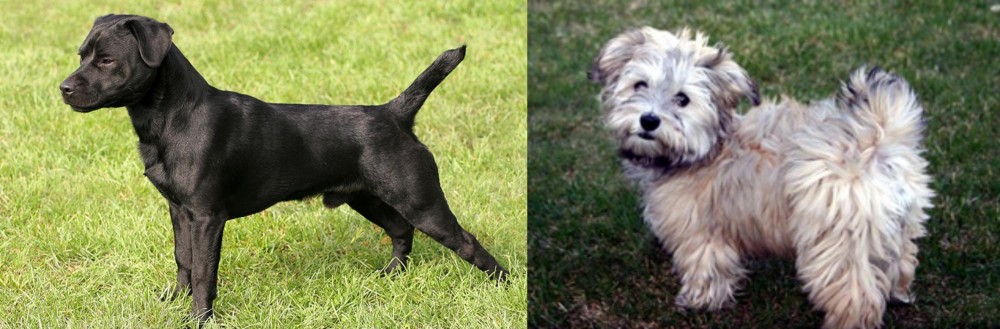 Havapoo vs Patterdale Terrier - Breed Comparison