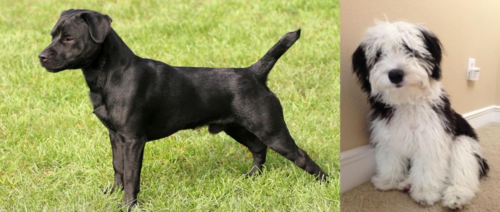 Mini Sheepadoodles vs Patterdale Terrier - Breed Comparison