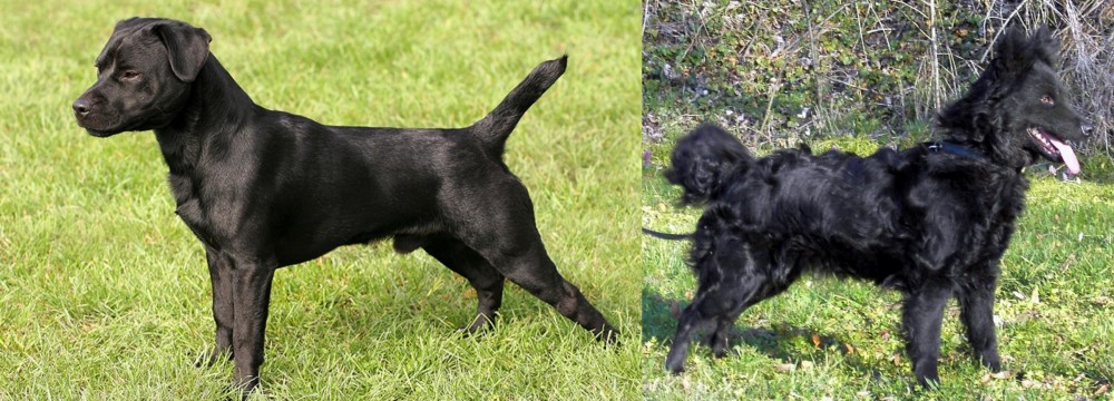 Mudi vs Patterdale Terrier - Breed Comparison