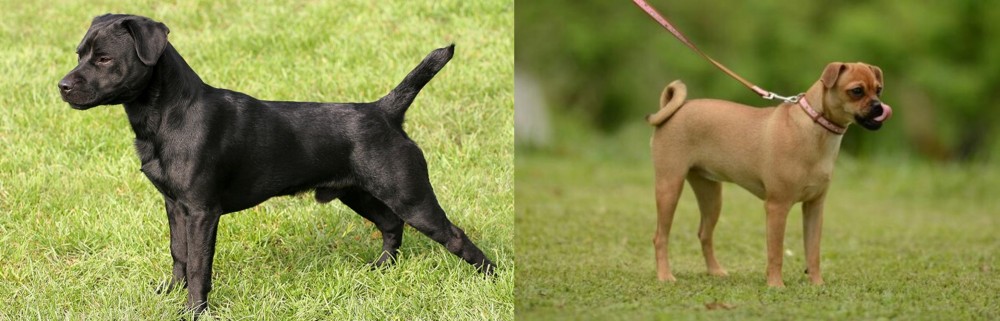 Muggin vs Patterdale Terrier - Breed Comparison