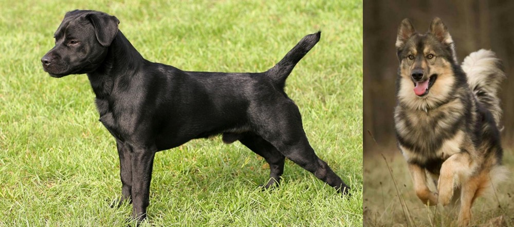 Native American Indian Dog vs Patterdale Terrier - Breed Comparison