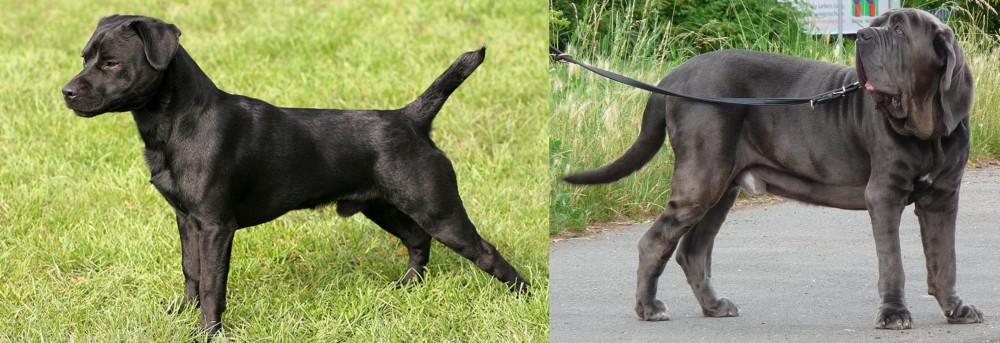 Neapolitan Mastiff vs Patterdale Terrier - Breed Comparison