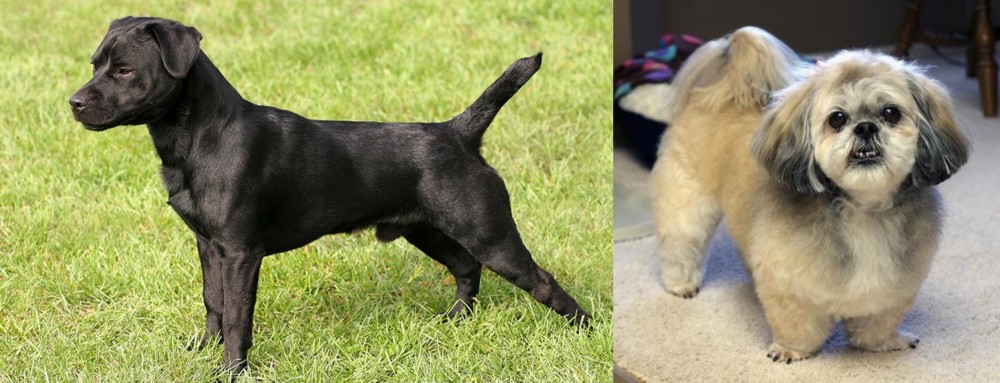 PekePoo vs Patterdale Terrier - Breed Comparison