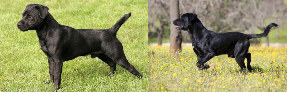Perro de Pastor Mallorquin vs Patterdale Terrier - Breed Comparison