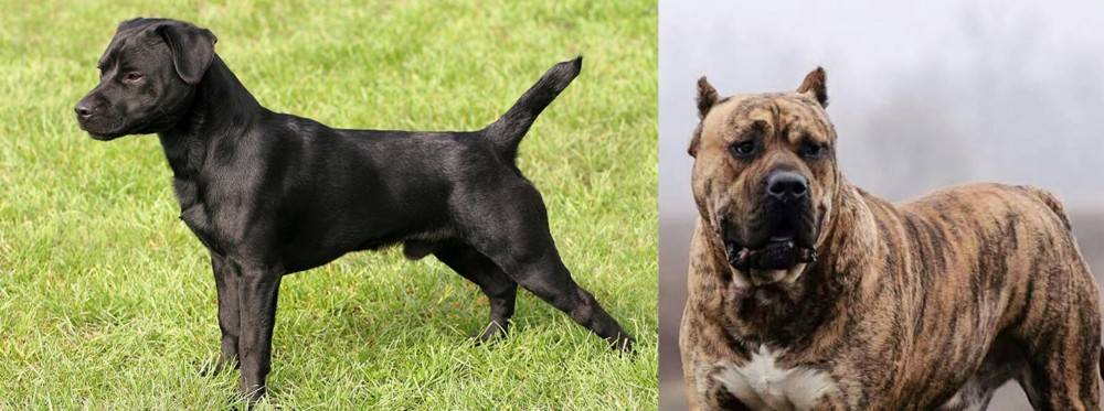 Perro de Presa Canario vs Patterdale Terrier - Breed Comparison