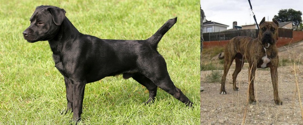 Perro de Toro vs Patterdale Terrier - Breed Comparison