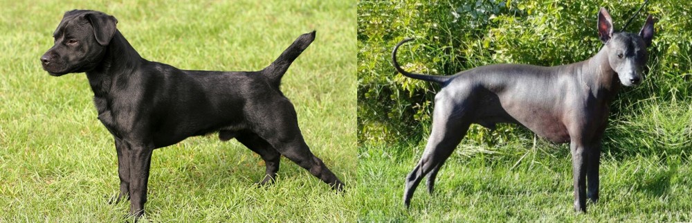 Peruvian Hairless vs Patterdale Terrier - Breed Comparison